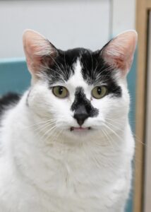 article image - 4.1.Cat